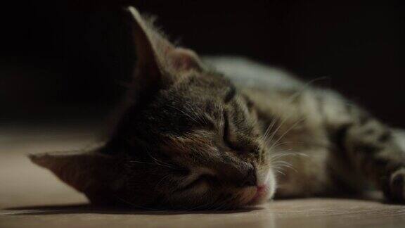 猫睡觉和放松
