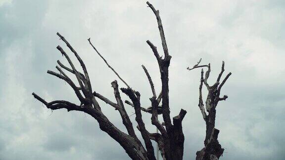 恐怖的树枝在阴天的背景下黑色的无叶的树枝剪影在森林里恐怖、神秘和令人毛骨悚然的场景