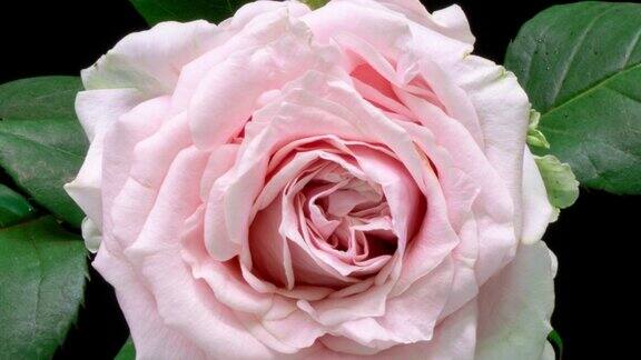 美丽的粉红色玫瑰在白色的背景盛开的粉红玫瑰花瓣绽放时间流逝特写节日、爱情、生日设计背景芽特写镜头微距4K超高清视频延时