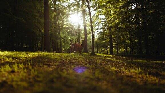 在阳光照耀的森林里奔跑的鹿