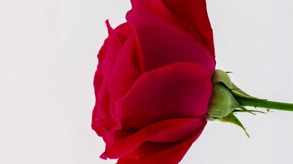 4k垂直时间间隔的玫瑰花盛开和生长在一个白色的背景蔷薇盛开的花朵垂直时间推移比例在9:16手机和社交媒体就绪