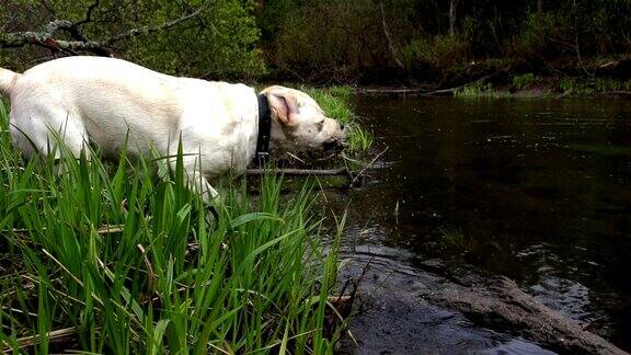 一只拉布拉多宠物在池塘里吃东西