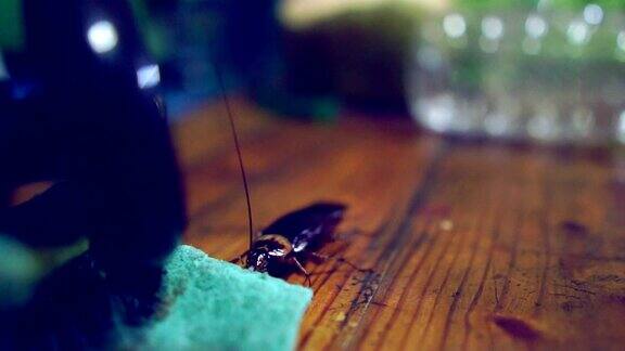 慢镜头:一只蟑螂在餐桌上行走