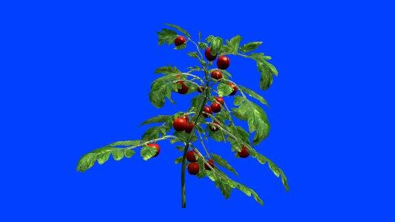 风中成熟的灌木上挂着西红柿Alpha通道键控蓝屏