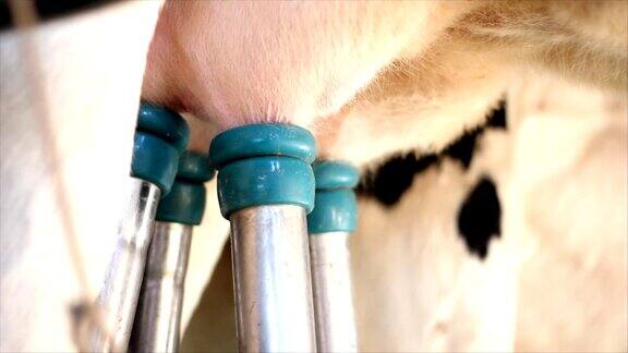 自动化农场挤牛奶