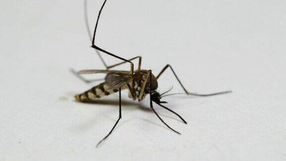 蚊子特写白色背景