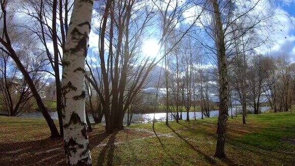 阳光下的桦树