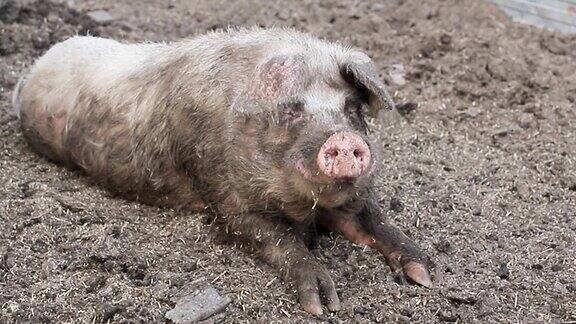 猪躺在泥里饲养牲畜