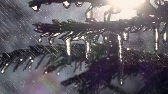 雨点缓慢地落在冷杉针叶上上面有闪闪发光的冰冻冰柱