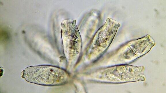 微生物-纤毛虫