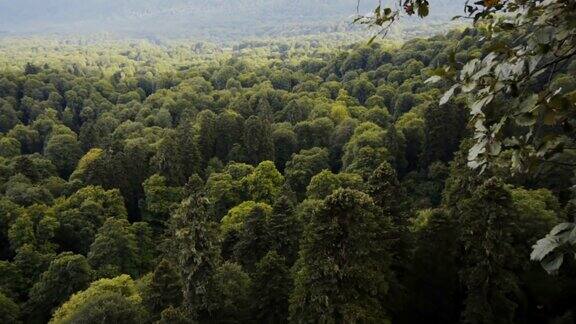 从悬崖上看到绿色的森林这是山脉的第一人称视角缓慢的运动