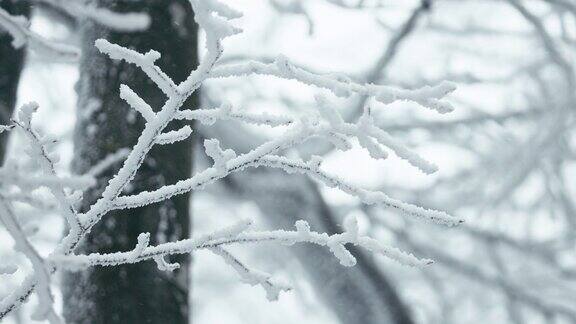 树枝上覆盖着深深的白雪被阳光照亮冬天的细节