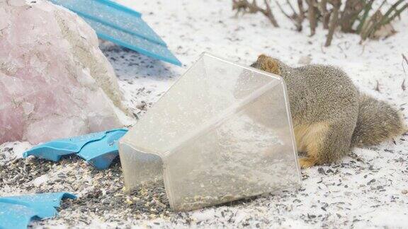 雪中吃东西的松鼠