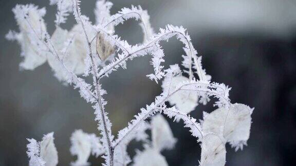 一种被雪覆盖的月牙草
