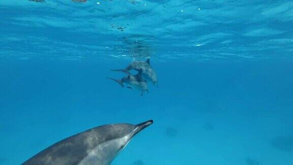 一群海豚在蓝色的水面下游泳飞旋海豚水下拍摄特写红海萨塔亚礁(海豚屋)马萨阿拉姆埃及非洲