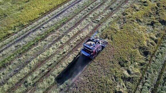 收割机在泰国稻田收割粮食鸟瞰图