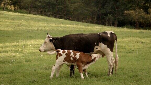 小牛在吸奶牛的奶