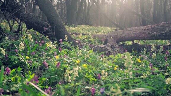 森林第一花春天盛开