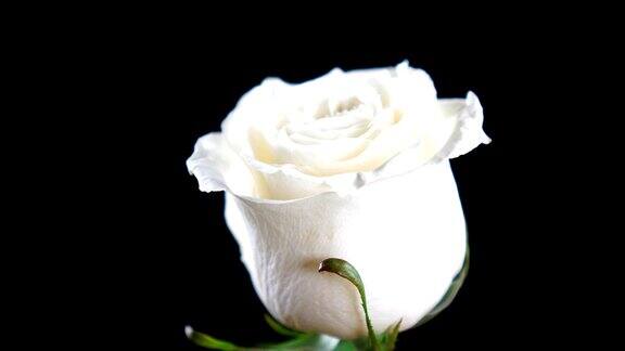 白玫瑰在黑色背景上旋转爱的象征情人节卡片的设计