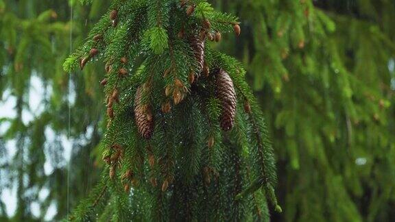 大雨滴落在森林中的松树上