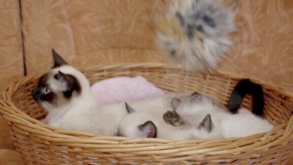 泰国猫暹罗小猫躺在篮子里玩玩具慢动作