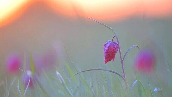 春日日落时的蛇头贝母或花百合野花