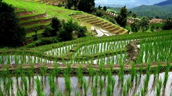 泰国清迈的班帕邦派山部落村稻田梯田秧苗层景观周围是大自然的水