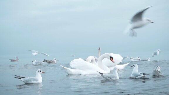 格但斯克附近波罗的海上的天鹅