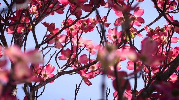春天的粉红山茱萸