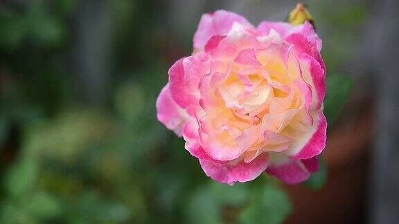 粉红色和黄色的玫瑰在绿色的花园与晨光