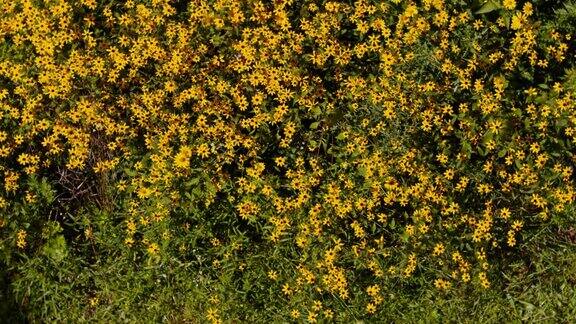 花坛上盛开着黄色的花朵没有风昆虫在花丛中飞舞静态照相机