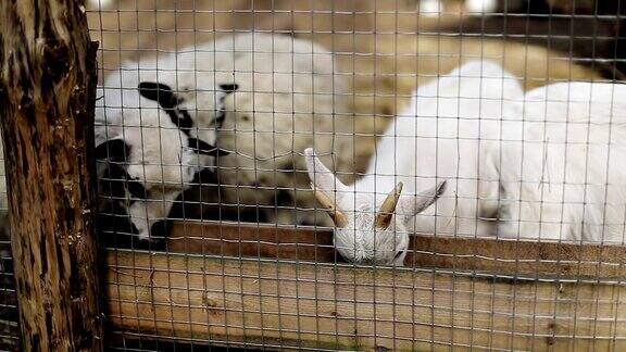 一只白色的小山羊打绵羊不让它们吃东西