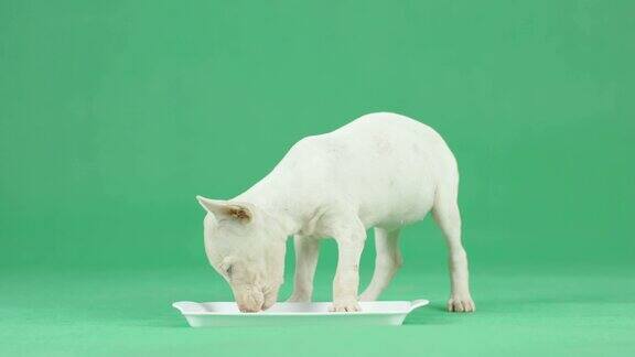 4K白色泰国脊背小狗在绿色屏幕上喝牛奶
