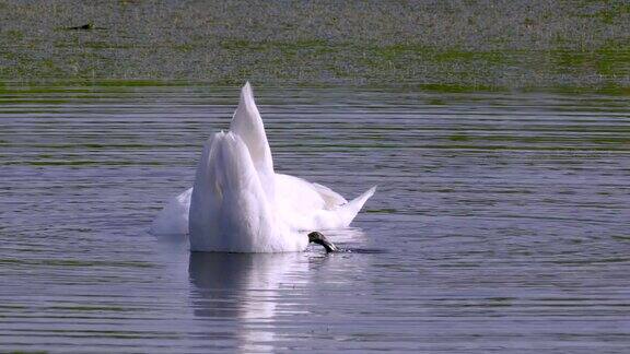 一对白色的野天鹅在湖里游泳