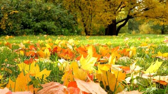 黄色的枫叶秋天的叶子躺在绿色的草地在公园和波浪在风中