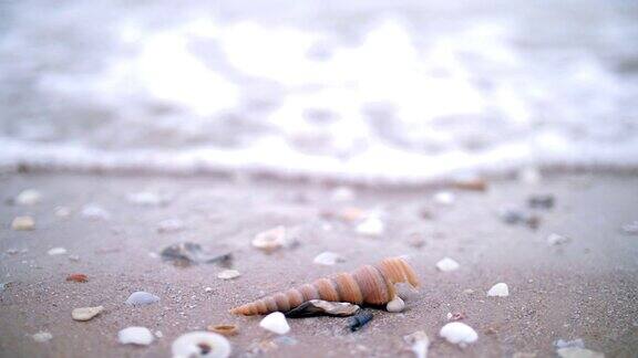 贝壳和海浪在沙滩上