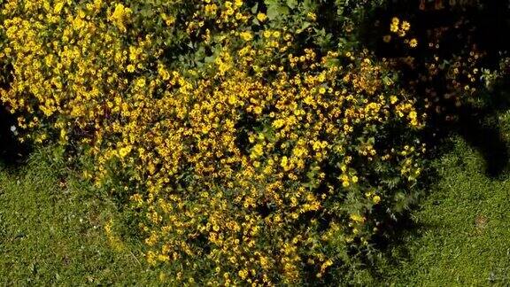 从上面看风正在修剪盛开在花坛上的黄色花朵