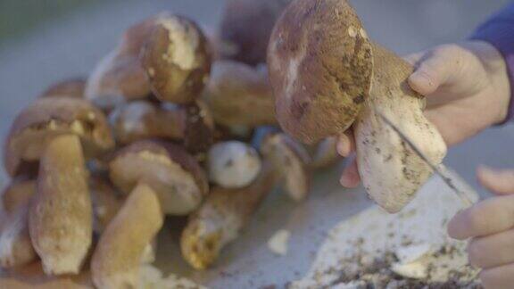 新鲜的牛肝菌牛肝菌桌上的小圆蘑菇用刀清理污垢