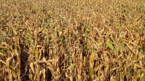 玉米田受到干旱的影响