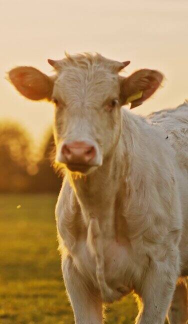 黎明时分白牛站在绿色的田野里