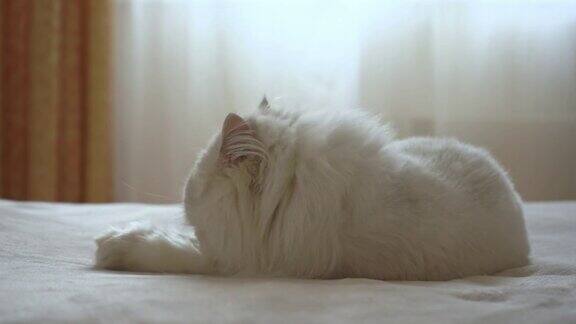 猫咪躺在床上舔舐爪子上的毛发