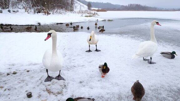 美丽的白天鹅和鸭子在冬天走在不结冰的湖面上
