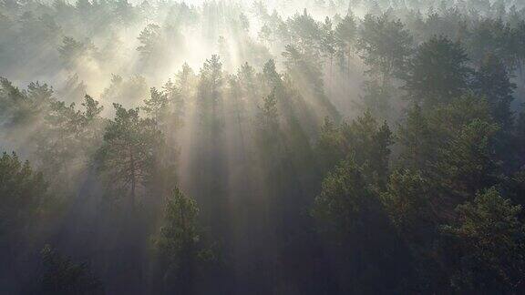 空中拍摄的日出在薄雾松林4kUHD