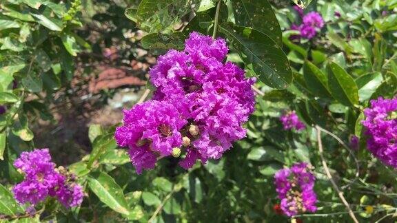 紫薇是自然园林中的一种花卉