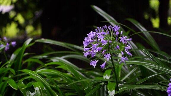 Agapanthuspraecox蓝百合在热带降雨时开花非洲坦桑尼亚