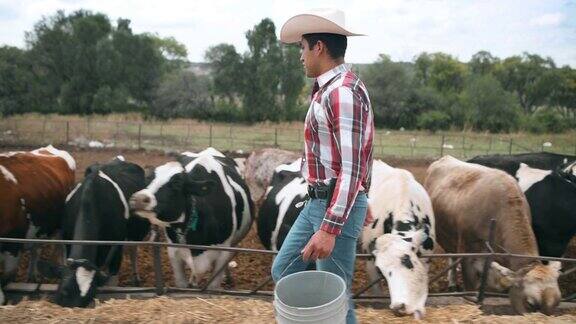 墨西哥农民喂牛