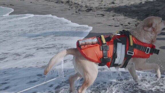 一只拉布拉多猎犬在海上训练的慢动作救援犬训练