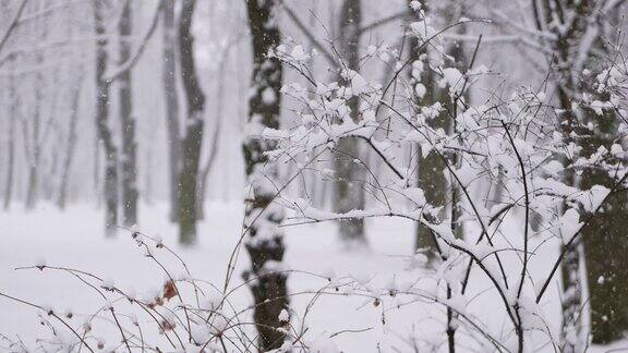 森林里的暴风雪冬天的风景城市公园下了大雪