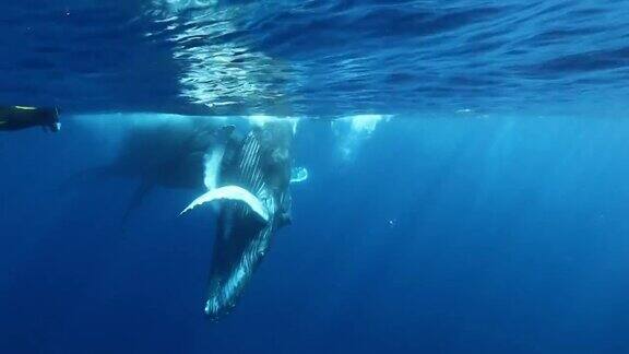 太平洋水面上的鲸鱼幼崽与座头鲸妈妈和潜水员