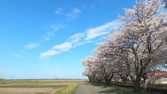 樱花路